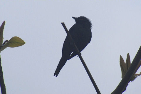 Metallic Starling (Aplornis metallica)
